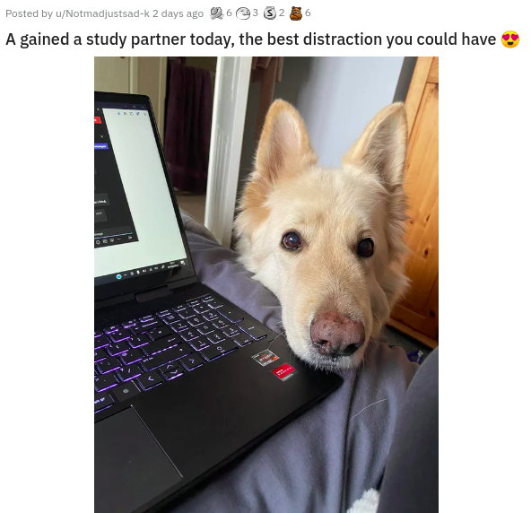 dog - 6 Posted by uNotmadjustsadk 2 days ago 63 S 2 A gained a study partner today, the best distraction you could have Elu dra Tech
