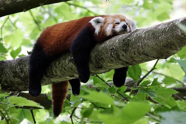 cute sleeping red panda