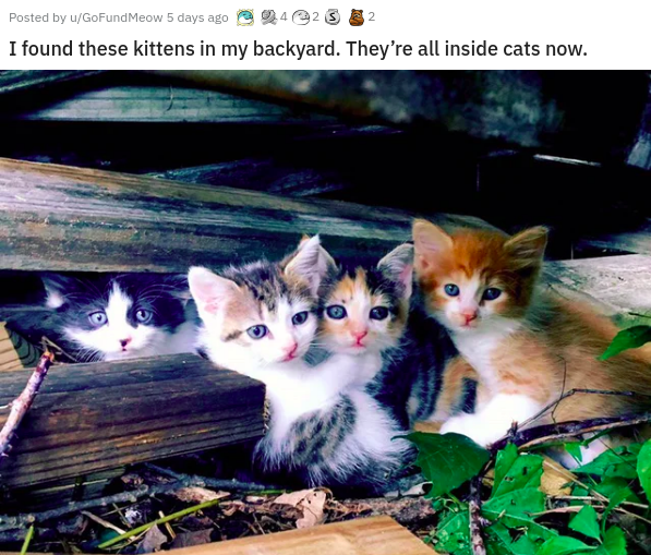 photo caption - Posted by uGoFundMeow 5 days ago 423 I found these kittens in my backyard. They're all inside cats now.