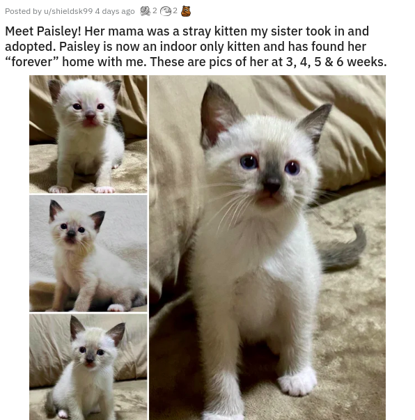 photo caption - Posted by ushieldsk99 4 days ago Meet Paisley! Her mama was a stray kitten my sister took in and adopted. Paisley is now an indoor only kitten and has found her forever home with me. These are pics of her at 3, 4, 5 & 6 weeks.
