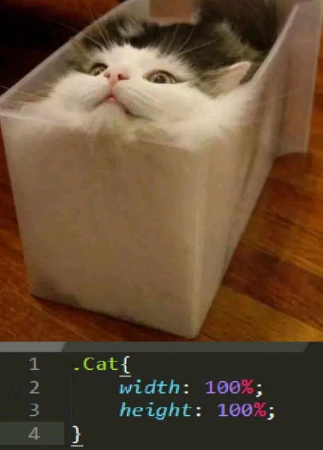 funny cat memes 2021 - 1 Cat{ 2 width 100%; 3 height 100%; 4 }