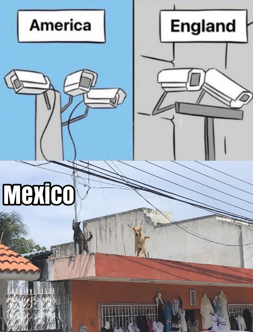 dogs on roof in mexico - America England Mexico