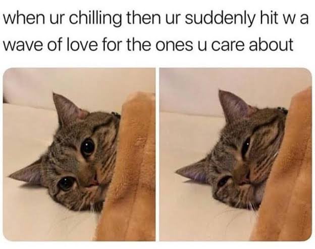 wholesome animal memes - when ur chilling then ur suddenly hit wa wave of love for the ones u care about