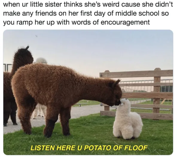 miniature alpaca - when ur little sister thinks she's weird cause she didn't make any friends on her first day of middle school so you ramp her up with words of encouragement Listen Here U Potato Of Floof