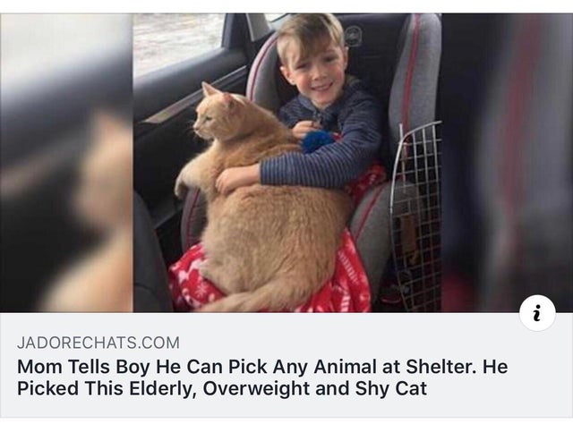 r chonkers memes - i .. Jadorechats.Com Mom Tells Boy He Can Pick Any Animal at Shelter. He Picked This Elderly, Overweight and Shy Cat