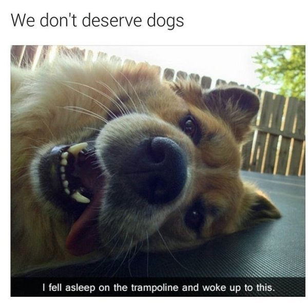 wholesome dog memes - We don't deserve dogs I fell asleep on the trampoline and woke up to this.