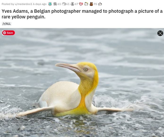 Penguins - 95 Posted by umedardoo1 6 days ago 61 61 367 Yves Adams, a Belgian photographer managed to photograph a picture of a rare yellow penguin. rAll Save
