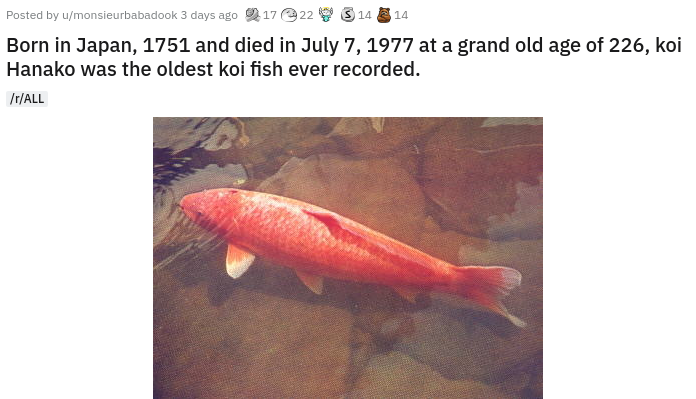 Posted by umonsieurbabadook 3 days ago 17 22 9 3 14 3 14 Born in Japan, 1751 and died in at a grand old age of 226, koi Hanako was the oldest koi fish ever recorded. rAll