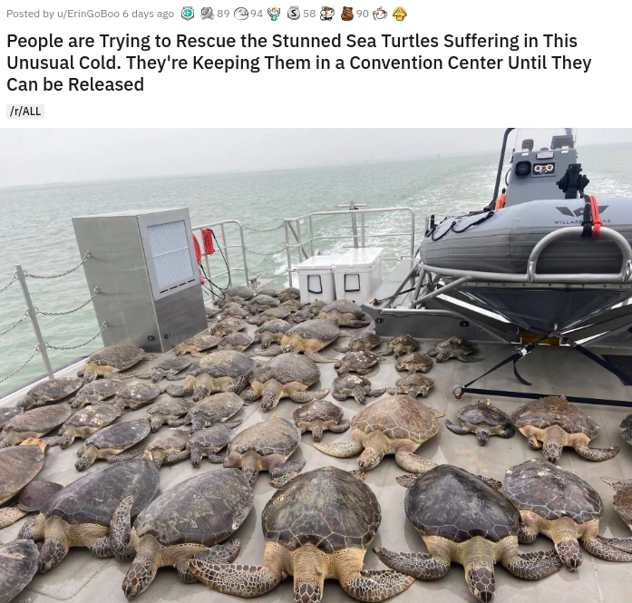 Sea turtles - Posted by wErinGoBoo 6 days ago People are trying to Rescue the Stunned Sea Turtles Suffering in This Unusual Cold. They're keeping them in a Convention Center Until they Can be Released All
