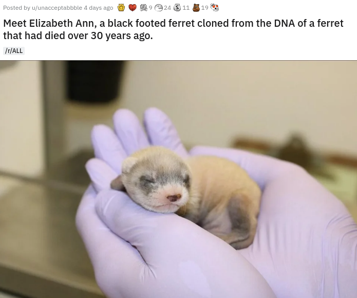Endangered species - Posted by uunacceptabbble 4 days ago 924 11 19 h Meet Elizabeth Ann, a black footed ferret cloned from the Dna of a ferret that had died over 30 years ago. rAll