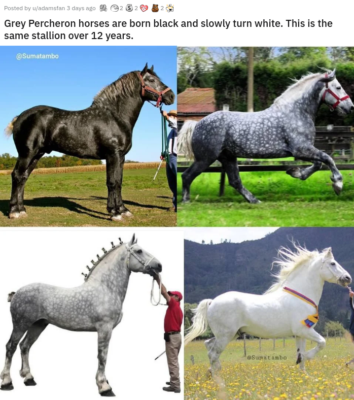 same horse 5 years apart gray percherons - Posted by admin 3 da 9.3 Grey Percheron horses are born black and slowly turn white. This is the same stallion over 12 years. Sumatambo