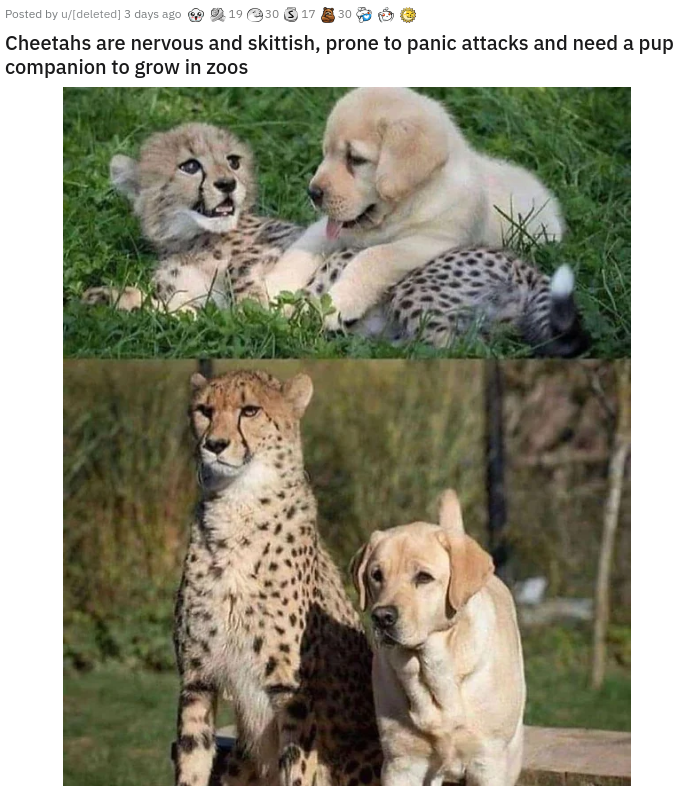 labrador cheetah - Posted by deleted 2 days ago 19950 $7320 Cheetahs are nervous and skittish, prone to panic attacks and need a pup companion to grow in zoos