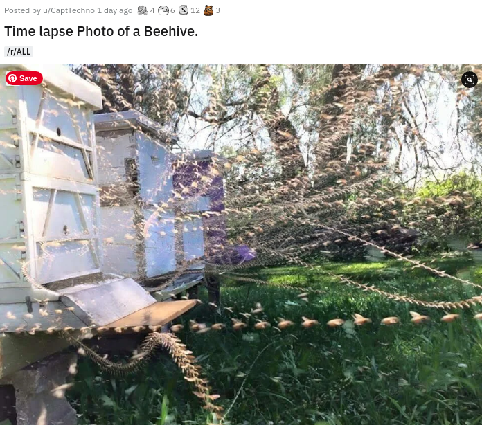 time lapse of bee hive - Posted by uCapeTechno 1 day ago 24.312 Time lapse Photo of a Beehive. tAll Save