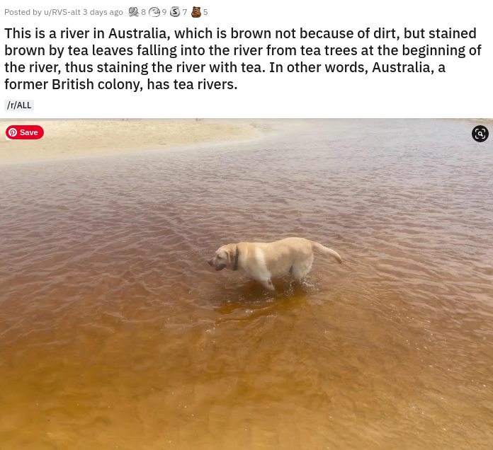 fauna - Posted by uRvsalt 3 days ago @ This is a river in Australia, which is brown not because of dirt, but stained brown by tea leaves falling into the river from tea trees at the beginning of the river, thus staining the river with tea. In other words,