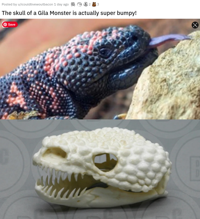 snake - Posted by couldivewoutbacon 1 day ago The skull of a Gila Monster is actually super bumpy! Save Won