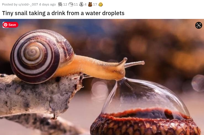 snail drinking water - 17 Posted by usidd_007 4 days ago 12 1134 Tiny snail taking a drink from a water droplets Save
