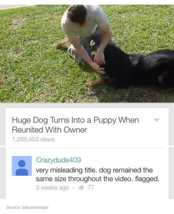 fauna - Huge Dog Turns Into a Puppy When Reunited With Owner 1.266,453 views Crazydude409 very misleading title. dog remained the same size throughout the video. flagged. 3 weeks ago . 77 Source babyanimalpic