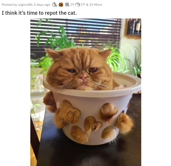 animation - Posted by ugmcl86 2 days ago 10 19 & 33 More I think it's time to repot the cat.
