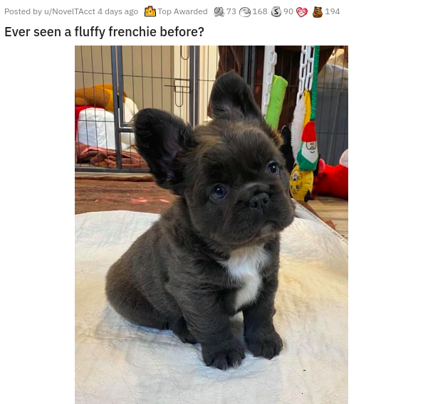 fluffy french bulldog - 194 Posted by uNoveltAcct 4 days ago Top Awarded 73 168 3 90 Ever seen a fluffy frenchie before?