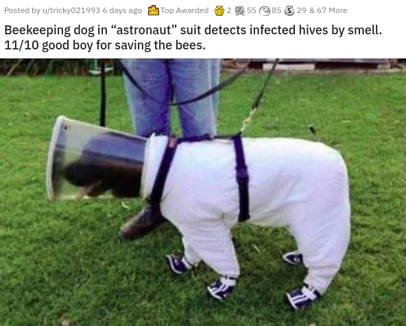 dog beekeeper suit - Posted by utricky021993 6 days ago Top Awarded 255 85 S 29 & 67 More Beekeeping dog in astronaut suit detects infected hives by smell. 1110 good boy for saving the bees.