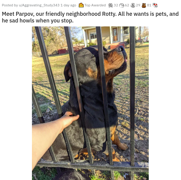 fauna - Posted by uAggravating_Study343 1 day ago Top Awarded 0232 362 $2981 Meet Parpov, our friendly neighborhood Rotty. All he wants is pets, and he sad howls when you stop.