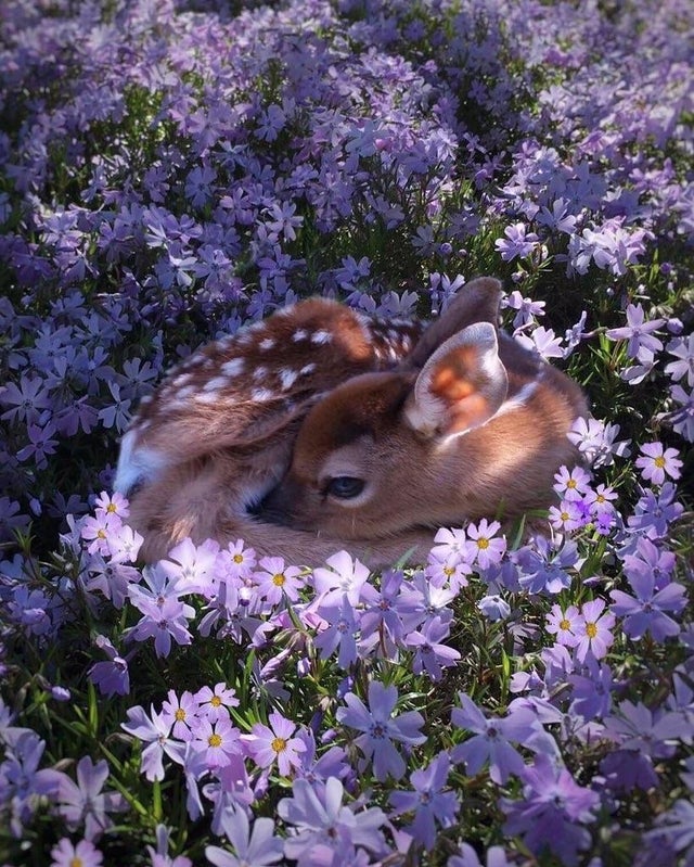 baby deer purple flowers