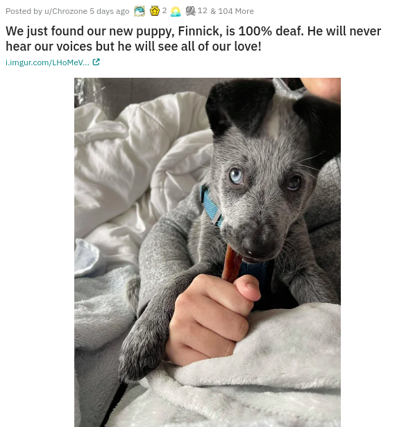 dog - Posted by uChrozone 5 days ago 9 12 & 104 More We just found our new puppy, Finnick, is 100% deaf. He will never hear our voices but he will see all of our love! i.imgur.comL. HomeV...