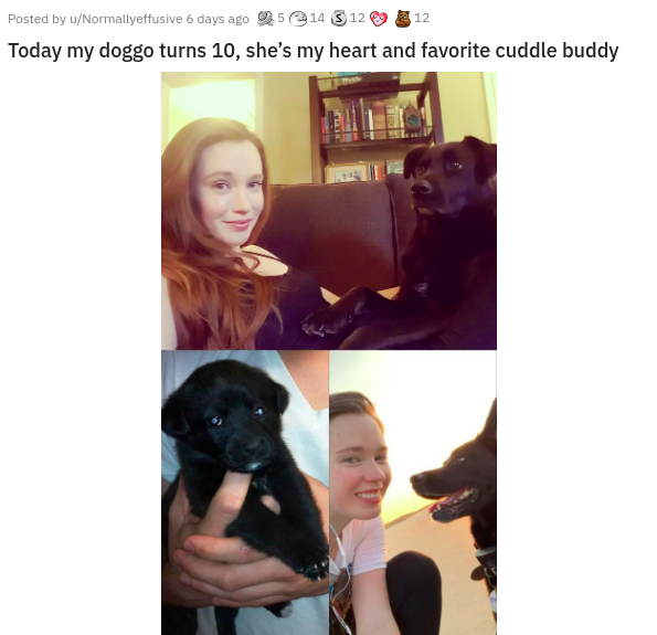 photo caption - Posted by uNormallyeffusive 6 days ago 25 14 312 12 Today my doggo turns 10, she's my heart and favorite cuddle buddy