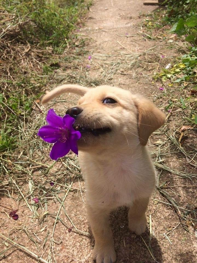 dog with flower