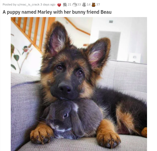 dog - Posted by umac_is_crack 3 days ago 221 33 $14337 A puppy named Marley with her bunny friend Beau