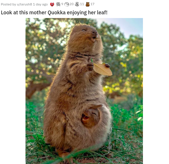 wholesome animal - Posted by utarushB 1 day ago 20 1117 Look at this mother Quokka enjoying her leaf!