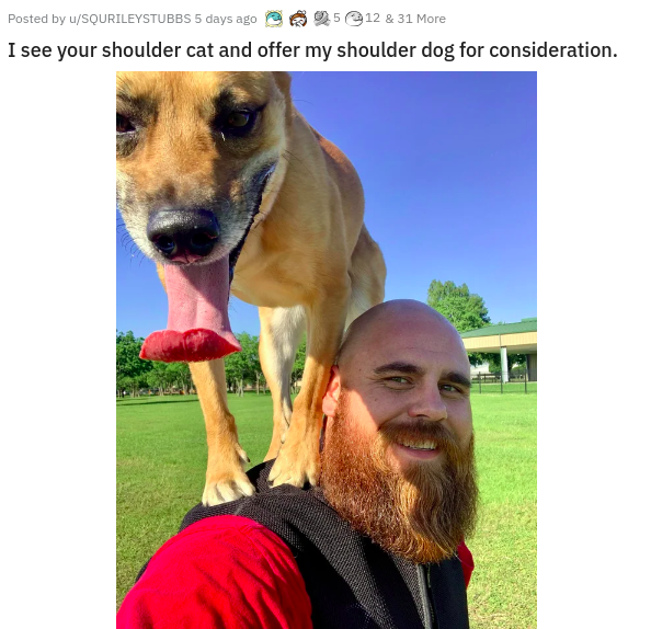 photo caption - Posted by WSqurileystubbs 5 days ago 9512 & 31 More I see your shoulder cat and offer my shoulder dog for consideration.