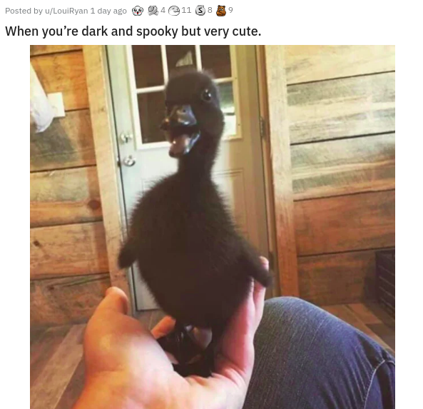 you re dark and spooky but also - Posted by uLouiRyan 1 day ago 3 4 11 38 39 When you're dark and spooky but very cute.