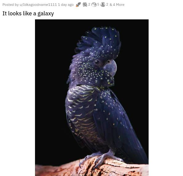 cockatoo artwork - 25 S 2 & 4 More Posted by uIdkagoodname1111 1 day ago It looks a galaxy