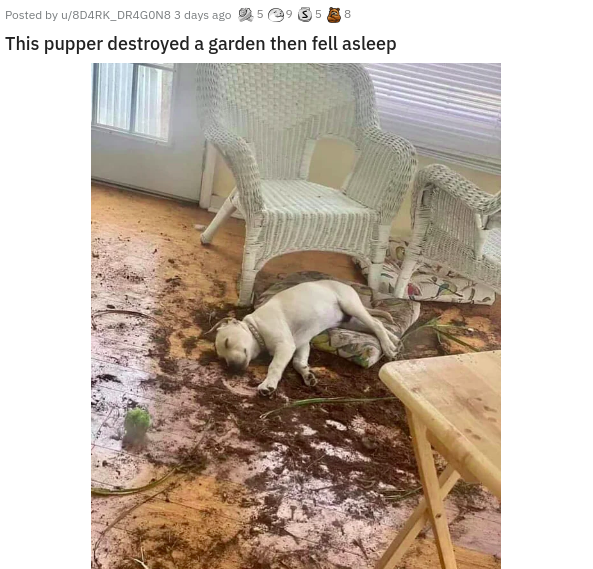 if you can t hide the crime scene just pretend you re the victim - Posted by u8DARK_DRAGONB 3 days ago @ This pupper destroyed a garden then fell asleep