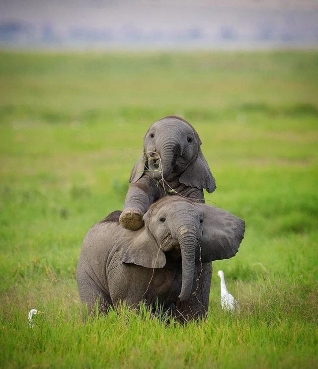 baby elephants playing - ex