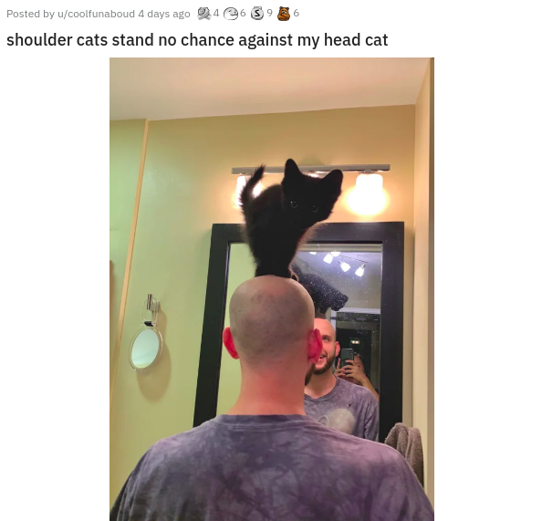 Pet - Posted by ucoolfunaboud 4 days ago 246336 shoulder cats stand no chance against my head cat