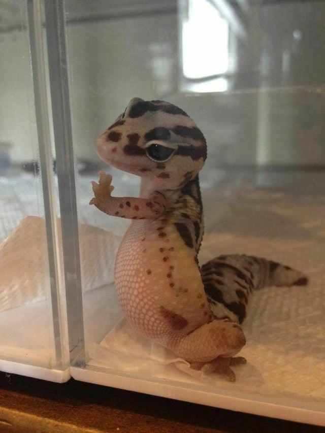 photogenic lizard