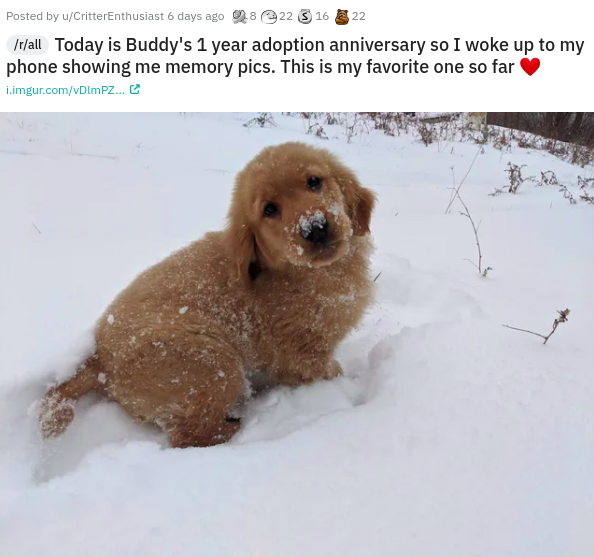 dog - Posted by uCritterEnthusiast 6 days ago 08 22 3 16 322 rall Today is Buddy's 1 year adoption anniversary so I woke up to my phone showing me memory pics. This is my favorite one so far i.imgur.comVDImPZ... C