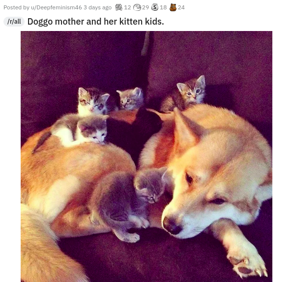 funny quotes about defeat - 18 Posted by Deepfeminism46 3 days ago 1229 rall Doggo mother and her kitten kids.