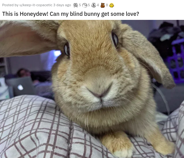 domestic rabbit - Posted by ukeepitcopacetic 3 days ago 2553438 This is Honeydew! Can my blind bunny get some love?