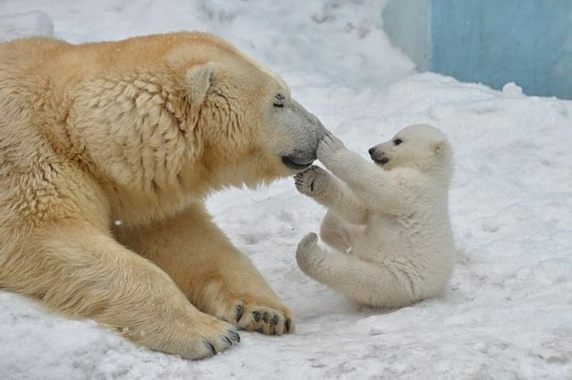 polar bear baby funny