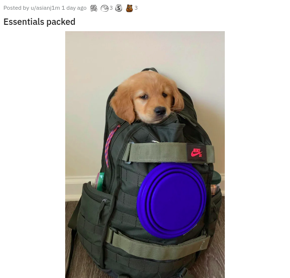 dog - S 3 Posted by uasianjim 1 day ago Essentials packed Nore