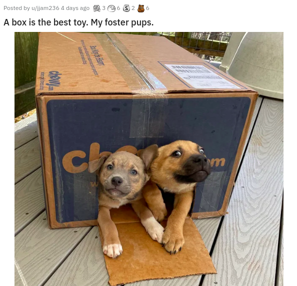 dog - Posted by ujam236 4 days ago 036323 A box is the best toy. My foster pups. che