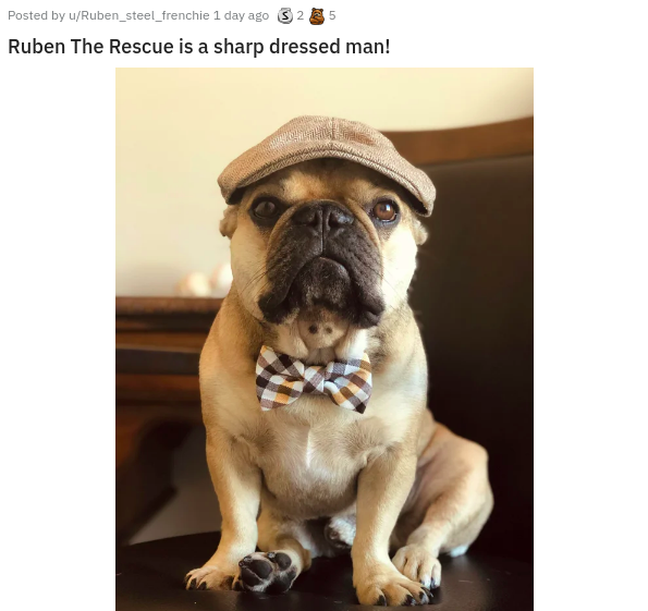 dog - 5 Posted by uRuben_steel_frenchie 1 day ago 32 Ruben The Rescue is a sharp dressed man!