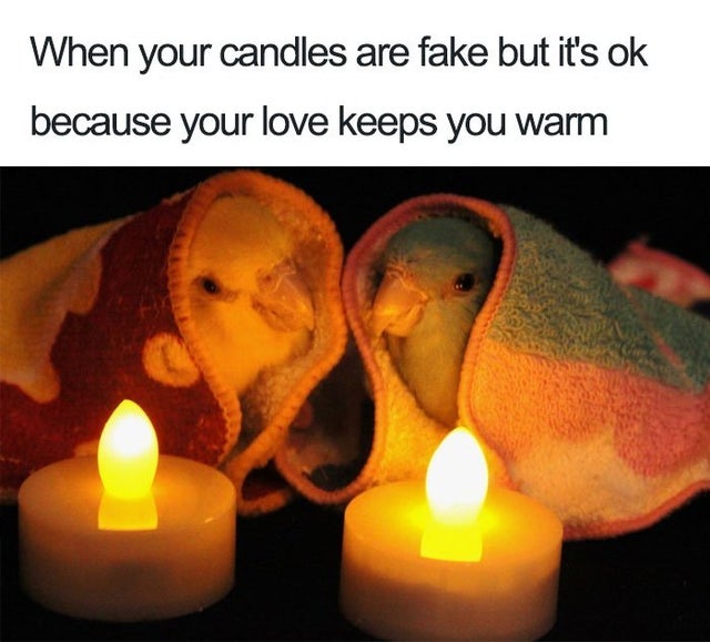 bird wholesome memes - When your candles are fake but it's ok because your love keeps you warm
