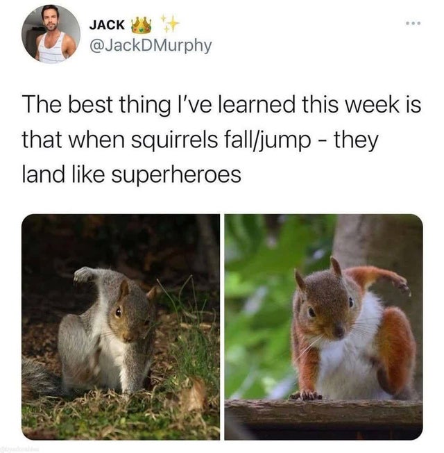 squirrels land like superheroes - Jack The best thing I've learned this week is that when squirrels falljump they land superheroes