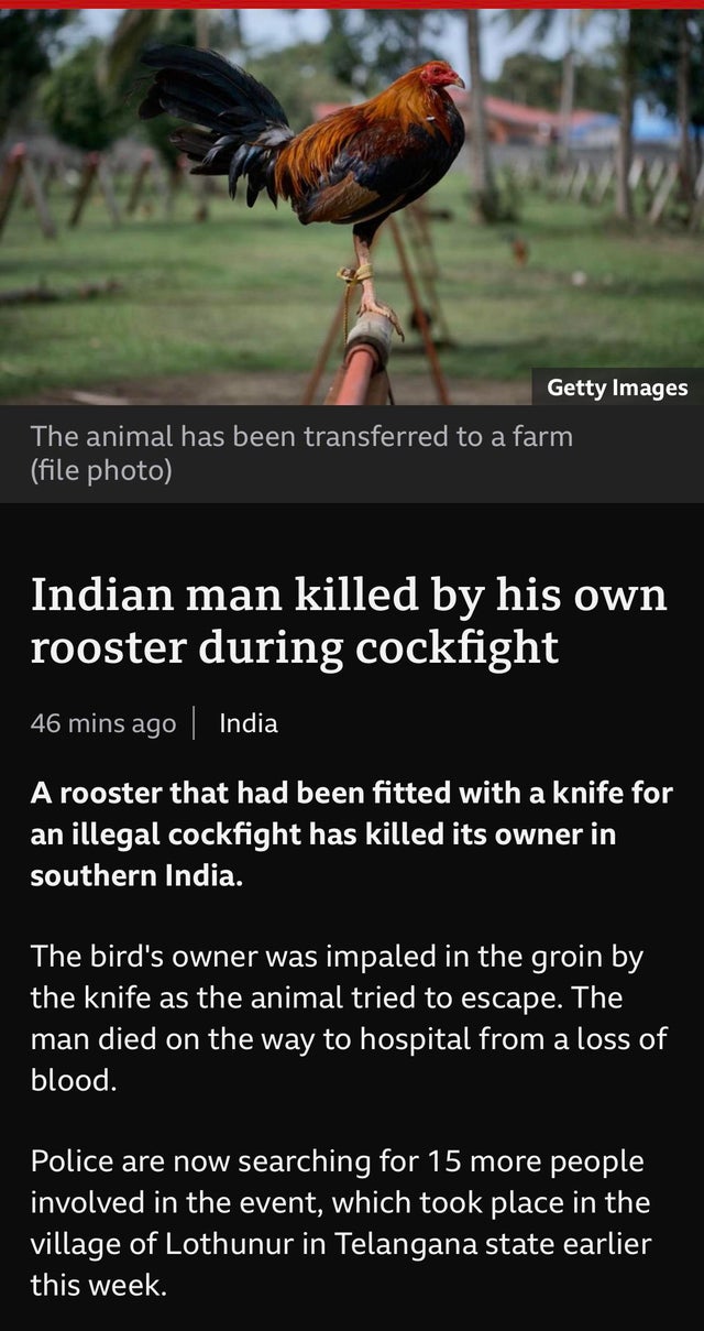 fauna - Getty Images The animal has been transferred to a farm file photo Indian man killed by his own rooster during cockfight 46 mins ago | India A rooster that had been fitted with a knife for an illegal cockfight has killed its owner in southern India