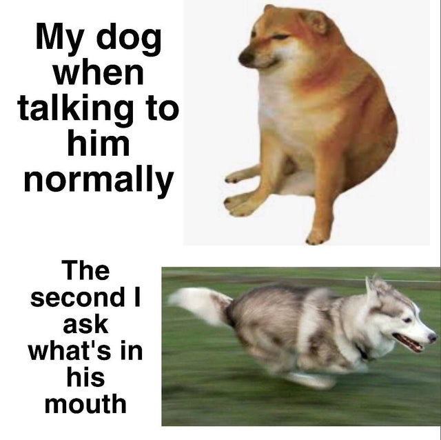 russia dog meme - My dog when talking to him normally The second I ask what's in his mouth