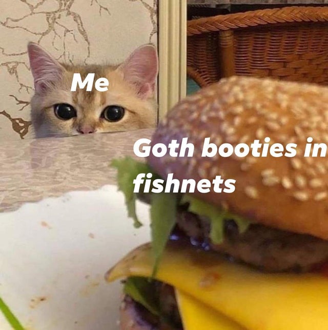 cat looking at burger - Me Goth booties in fishnets